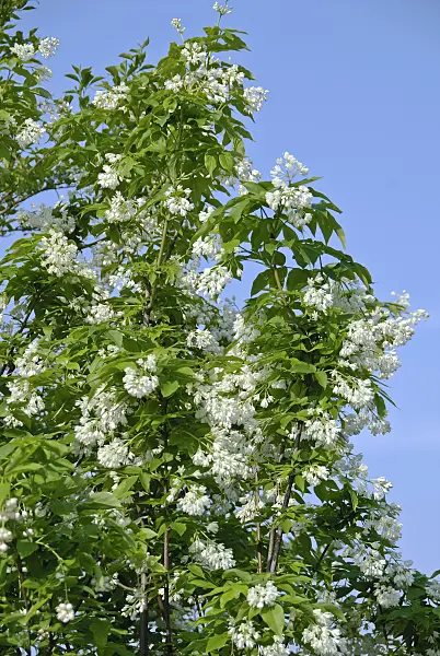 502435 - Caucasian bladdernut (Staphylea colchica)