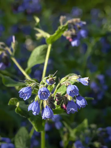437282 - Caucasian comfrey (Symphytum caucasicum)