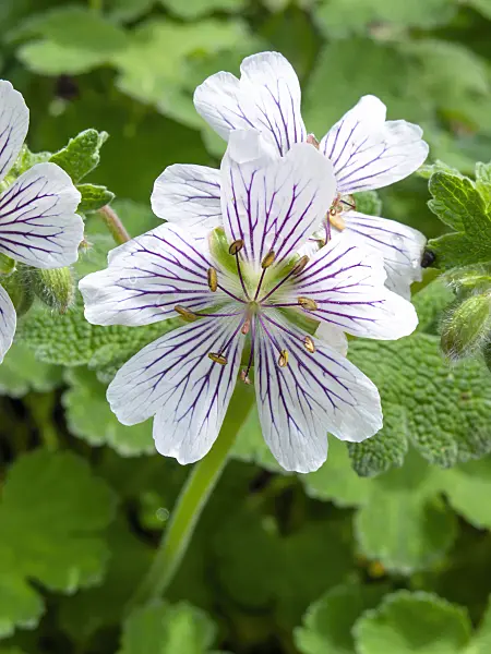 437313 - Caucasian cranesbil (Geranium renardii)