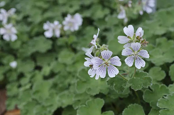 472050 - Caucasian cranesbil (Geranium renardii)