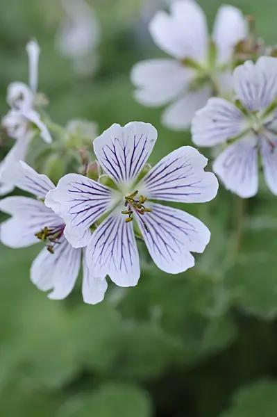 472051 - Caucasian cranesbil (Geranium renardii)