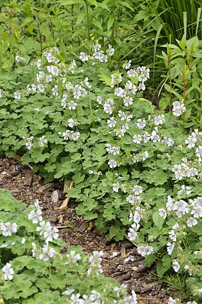 484253 - Caucasian cranesbil (Geranium renardii)
