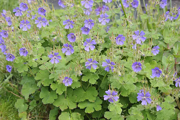 518020 - Caucasian cranesbil (Geranium renardii 'Philippe Vapelle')