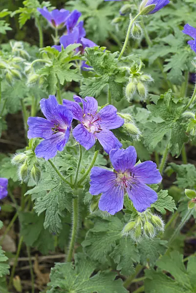 557008 - Caucasian cranesbill (Geranium ibericum)