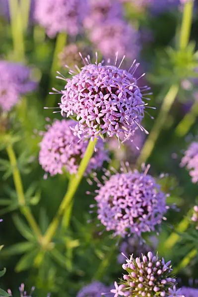 485004 - Caucasian crosswort (Phuopsis stylosa)