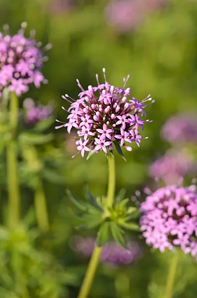 520365 - Caucasian crosswort (Phuopsis stylosa)