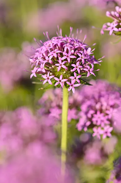 520366 - Caucasian crosswort (Phuopsis stylosa)