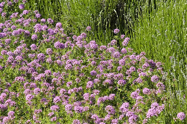 521104 - Caucasian crosswort (Phuopsis stylosa)