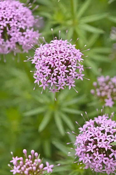 533610 - Caucasian crosswort (Phuopsis stylosa)