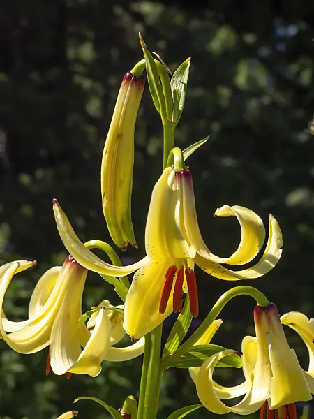 439350 - Caucasian lily (Lilium monadelphum)