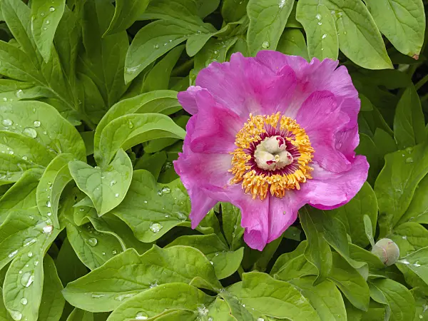 401160 - Caucasian peony (Paeonia caucasica)