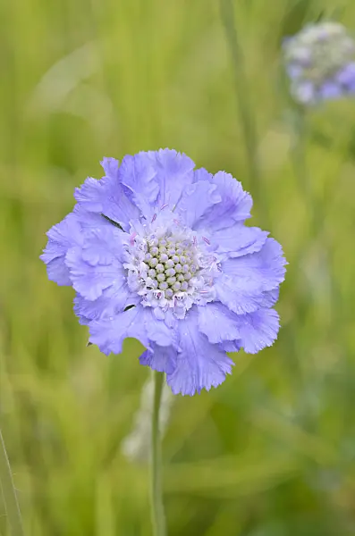 535219 - Caucasian pincushion flower (Scabiosa caucasica 'Blauer Atlas')
