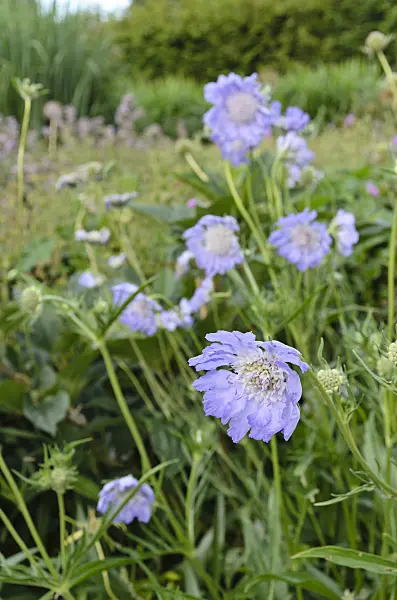 498090 - Caucasian pincushion flower (Scabiosa caucasica 'Perfecta')