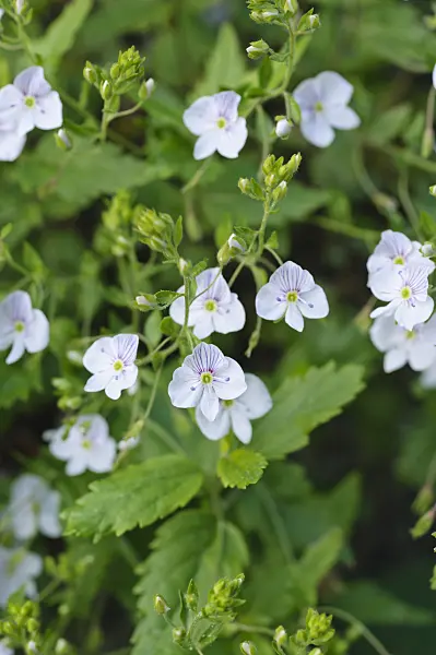 472071 - Caucasian speedwell (Veronica caucasica)