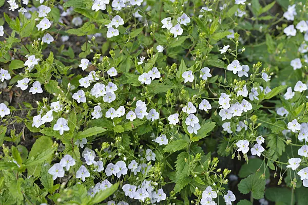 472072 - Caucasian speedwell (Veronica caucasica)