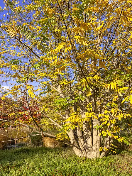 442130 - Caucasian wingnut (Pterocarya fraxinifolia)