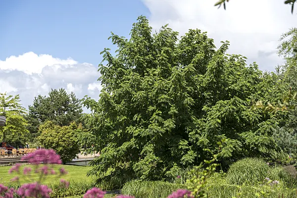 616304 - Caucasian wingnut (Pterocarya fraxinifolia)