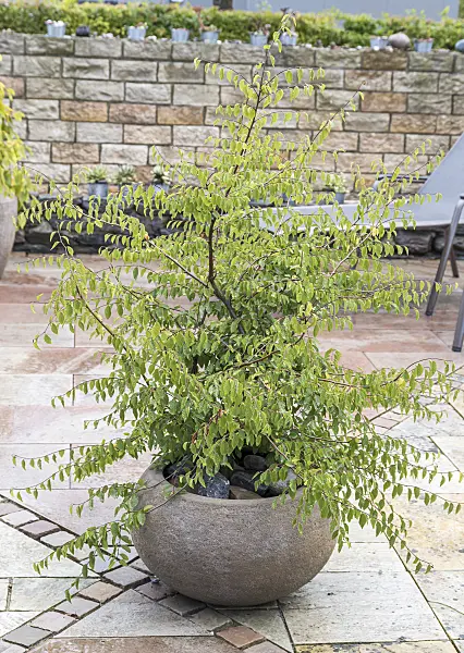 635170 - Caucasian zelkova (Zelkova carpinifolia)