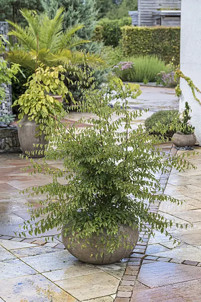 635171 - Caucasian zelkova (Zelkova carpinifolia)