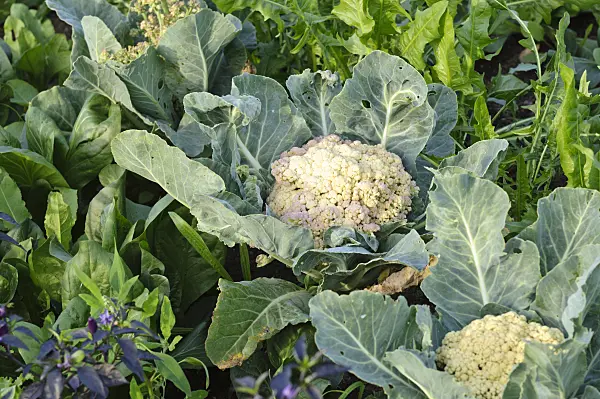474508 - Cauliflower (Brassica oleracea var. botrytis 'Clapton')