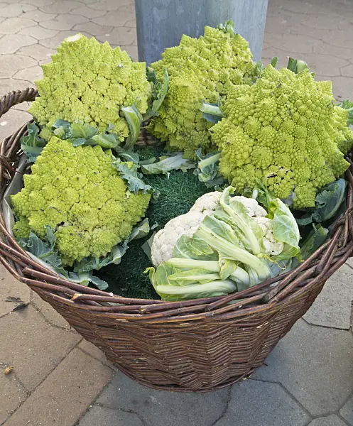 544058 - Cauliflower (Brassica oleracea var. botrytis 'Romanesco')