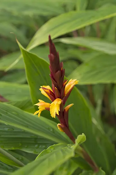 511244 - Cautleya gracilis