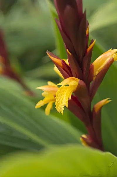 511245 - Cautleya gracilis