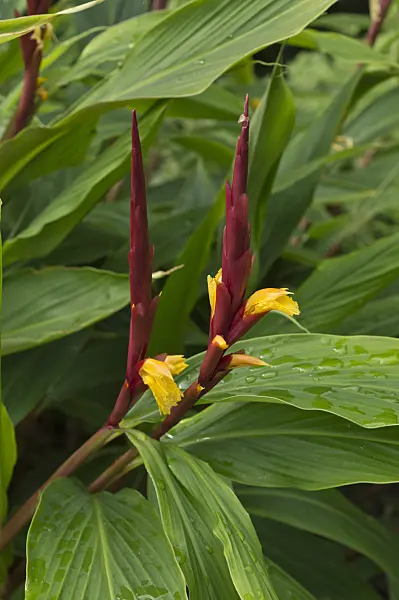 511246 - Cautleya gracilis