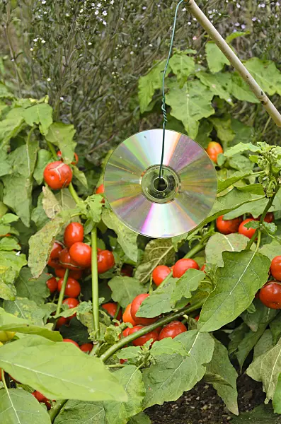 549146 - CD used as scarecrow