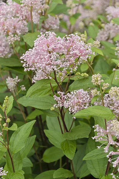 497110 - Céanothe (Ceanothus x pallidus 'Marie Simon')