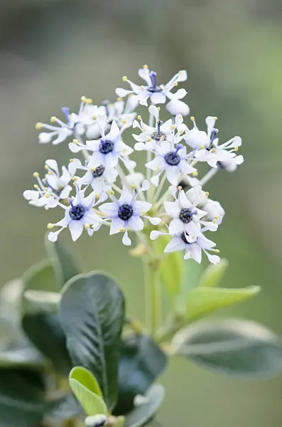 553062 - Ceanothus insularis