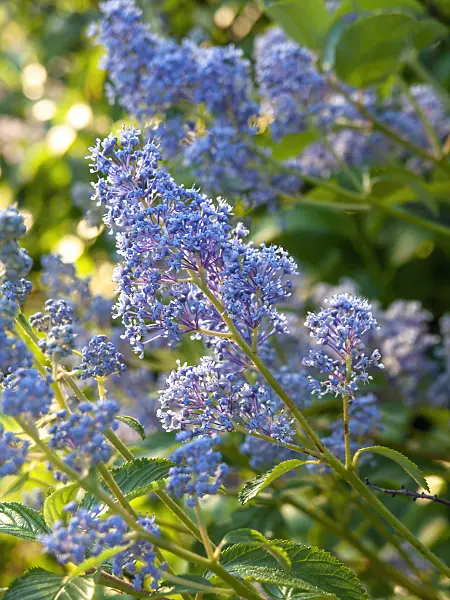 439092 - Ceanothus x delilianus 'Gloire de Versailles'