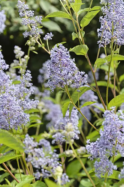 497100 - Ceanothus x delilianus 'Gloire de Versailles'