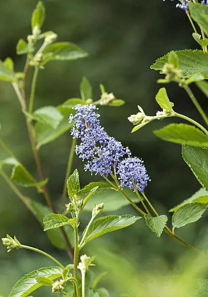 625136 - Ceanothus x delilianus 'Gloire de Versailles'