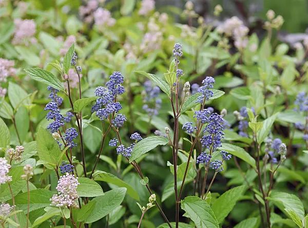 471370 - Ceanothus x delilianus 'Topaze'