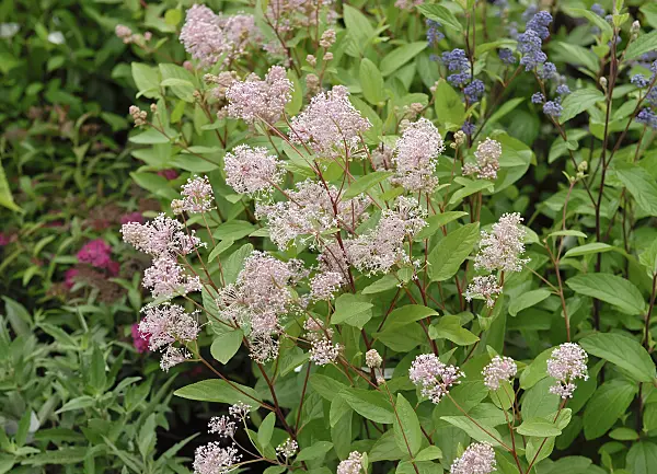 471371 - Ceanothus x pallidus 'Marie Simon'