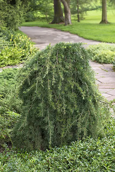 651156 - Cedar of Lebanon (Cedrus libani 'Sargentii')