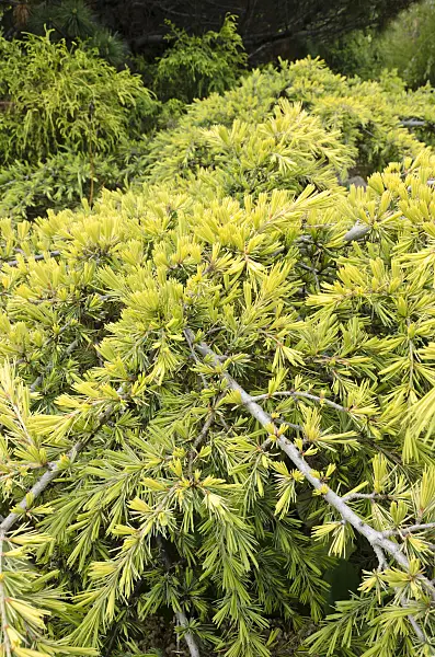 508241 - Cedar of Lebanon (Cedrus libani subsp. libani)