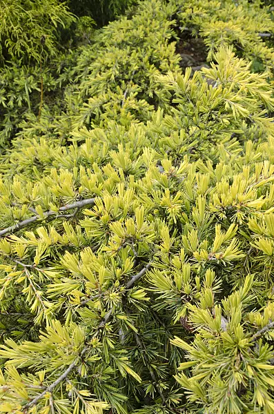 508242 - Cedar of Lebanon (Cedrus libani subsp. libani)