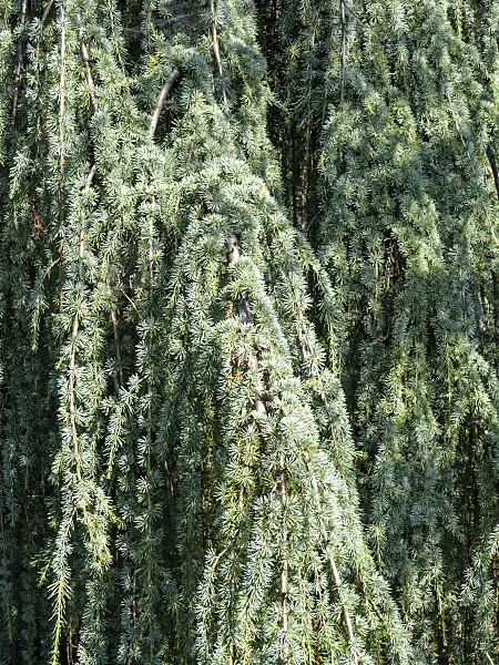 441160 - Cèdre de l'Atlas (Cedrus atlantica 'Glauca Pendula')