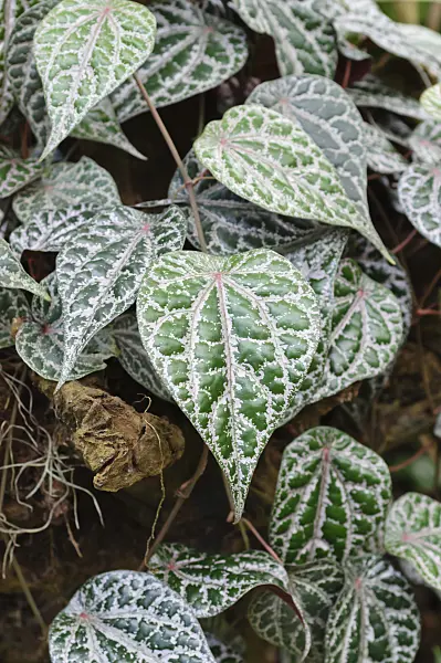 476275 - Celebes pepper (Piper ornatum)