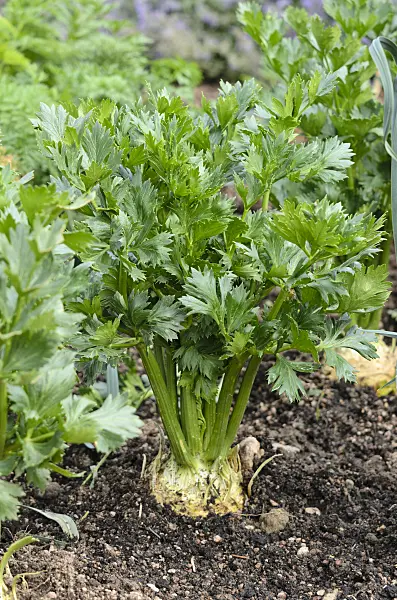 534414 - Céleri rave (Apium graveolens var. rapaceum)