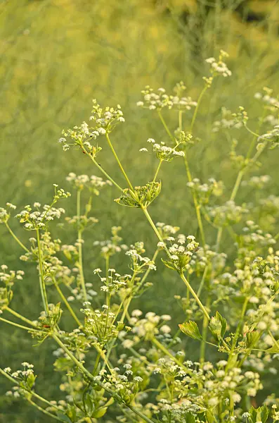 522057 - Celeriac (Apium graveolens)