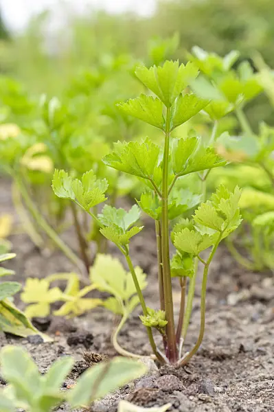 485047 - Celeriac (Apium graveolens var. dulce)