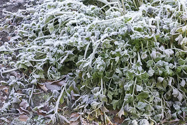565040 - Celeriac (Apium graveolens var. dulce) with hoar frost