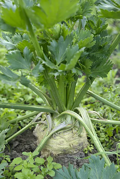 457043 - Celeriac (Apium graveolens var. rapaceum)