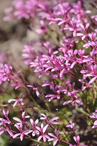 533068 - Celery scented pelargonium (Pelargonium ionidiflorum)