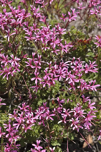 533069 - Celery scented pelargonium (Pelargonium ionidiflorum)