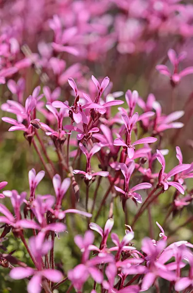 533070 - Celery scented pelargonium (Pelargonium ionidiflorum)