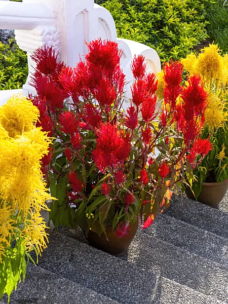 434093 - Célosie colorée (Celosia argentea var. plumosa)